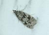 Scoparia basistrigalis